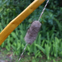 Beaver Fur Silencers