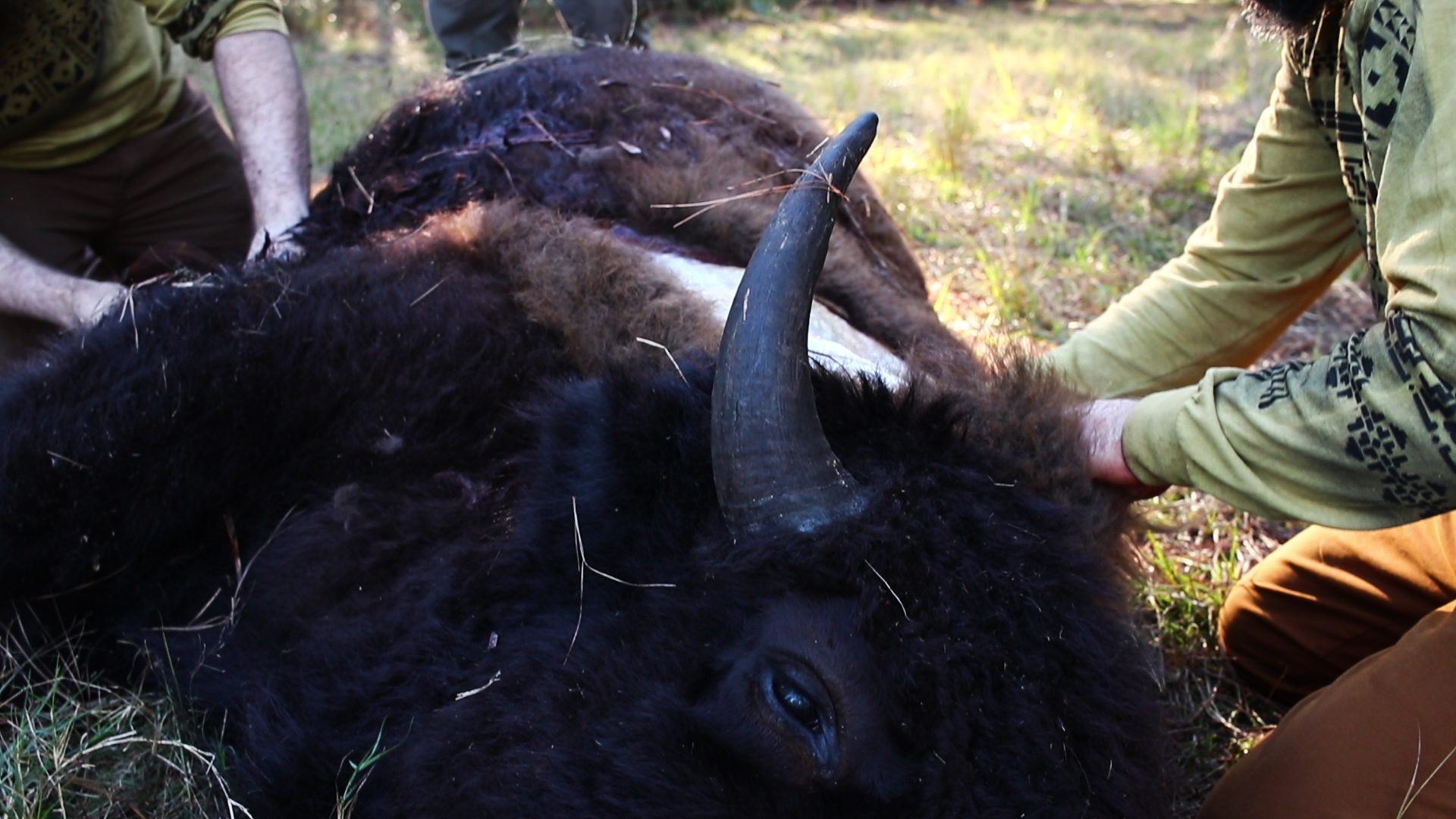 Bison Hunters skin a bison