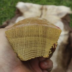 SOLD #12 Osage Stave 67.5" long